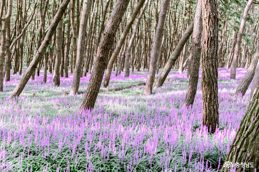솔향기 가득한 보랏빛 꽃길, 장항 송림마을 솔바람숲