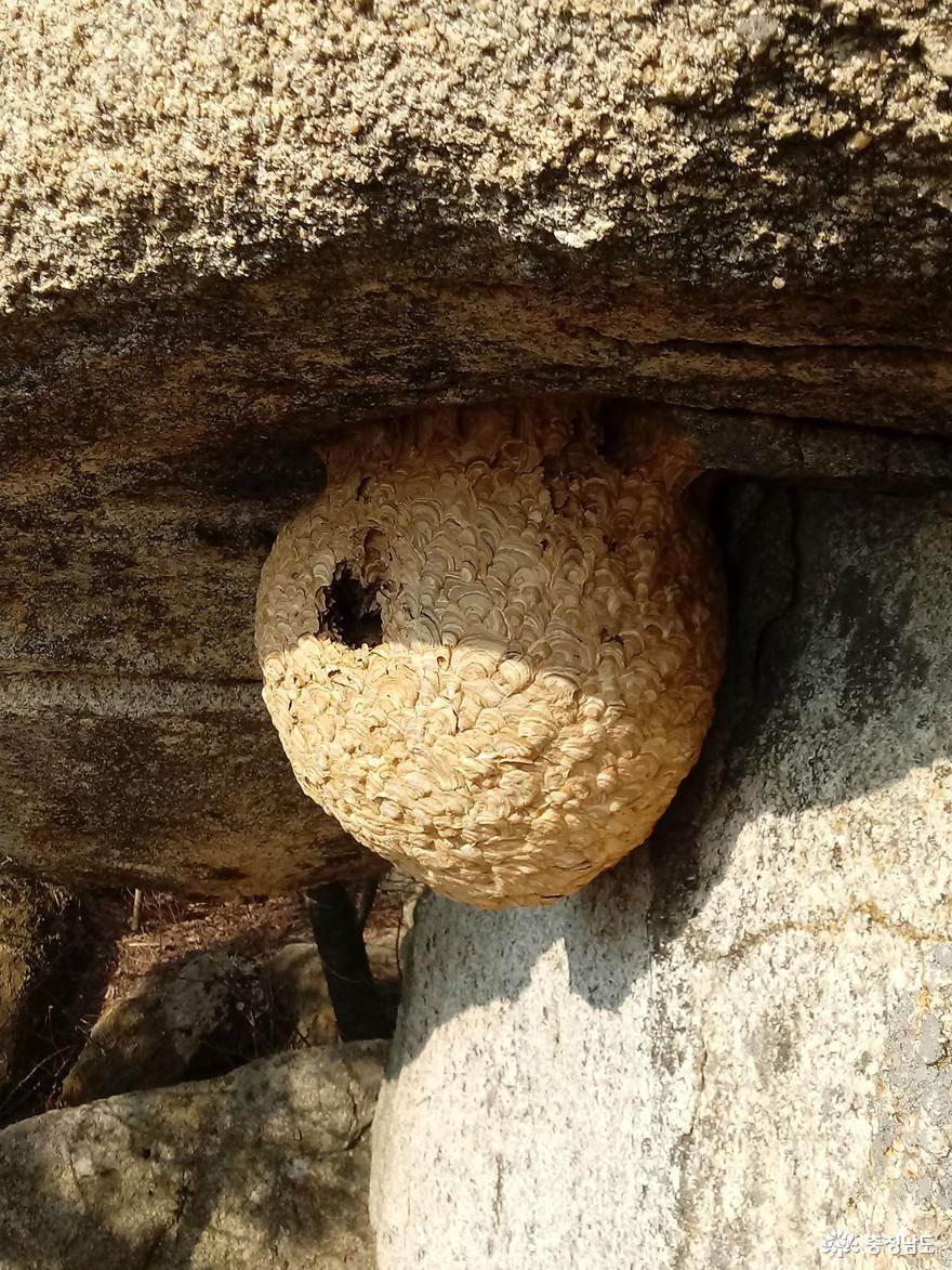 말벌들의 집이 바위밑에서 잘 있다.