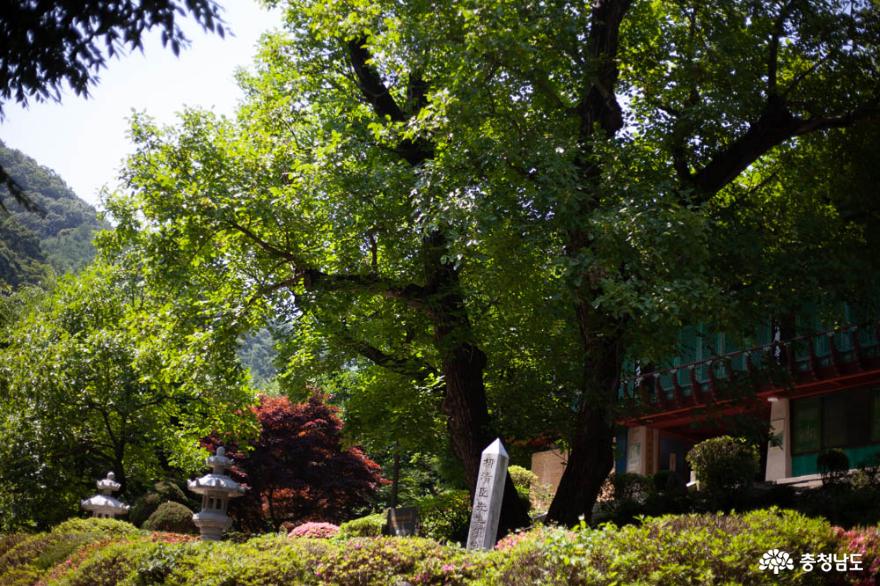 우리나라에서 가장 오래된 호두나무가 있는 천안 광덕사 사진