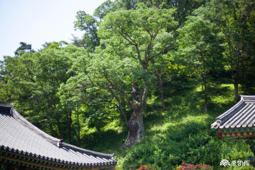 우리나라에서 가장 오래된 호두나무가 있는 천안 광덕사 사진