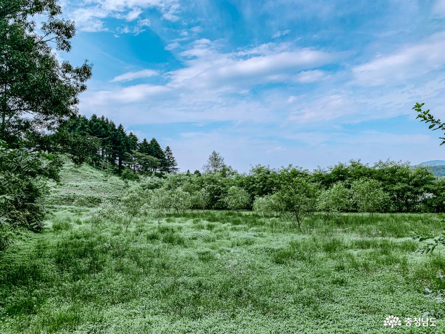 홀로 조용히 떠나는 과거로의 여행, 공주 수촌리고분군 사진