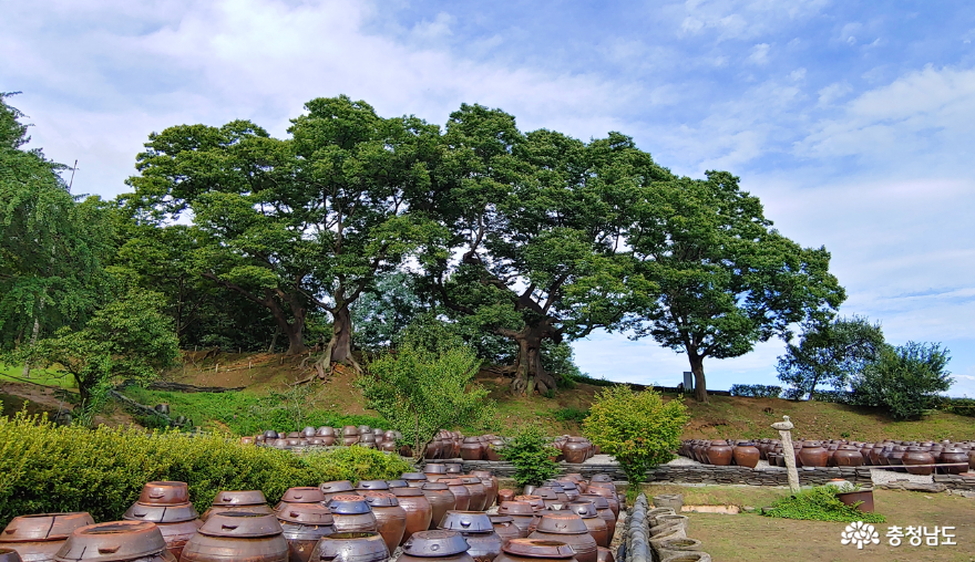 명재고택 장독대와 수백 년 수령의 느티나무