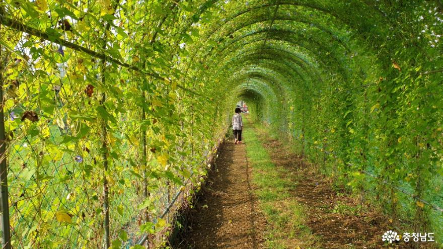 정안천 생태공원의 나팔꽃 터널