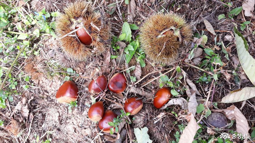 반들반들하고 탱글탱글한 부여밤, 군인들의 식탁에 오르다 사진