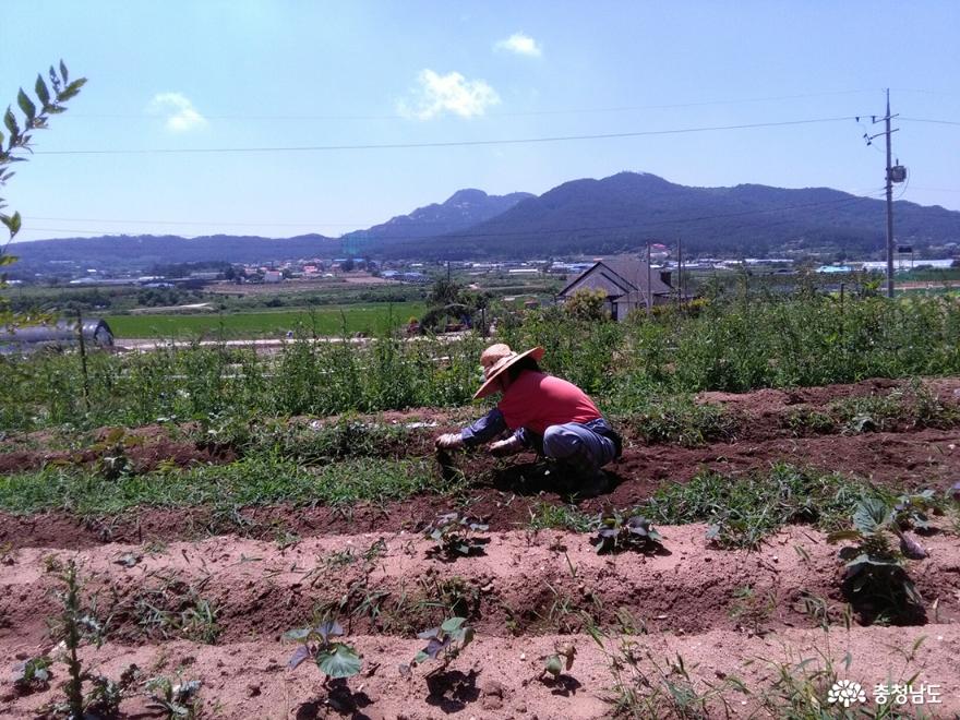 백화산을 배경으로 한 농부가 밭일을 하고 있다.