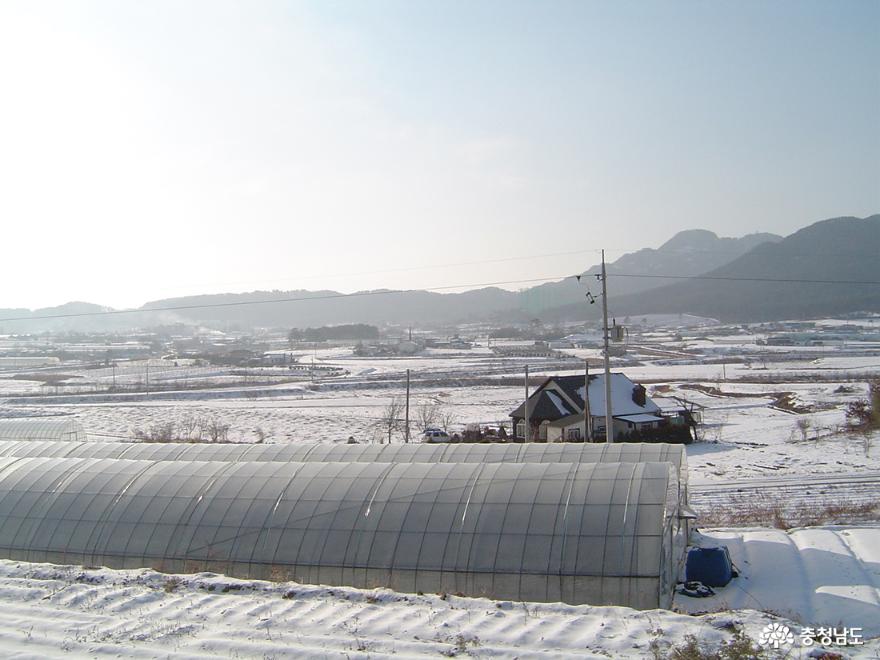 태안 화훼농가 비닐하우스의 겨울 풍경