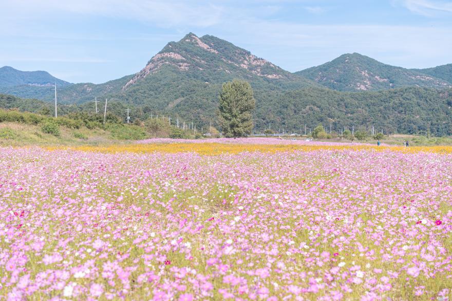 금산군 제원면 저곡리 하천변 코스모스군락지 사진