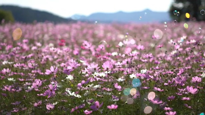 금산군 제원면 저곡리 하천변 코스모스군락지 사진