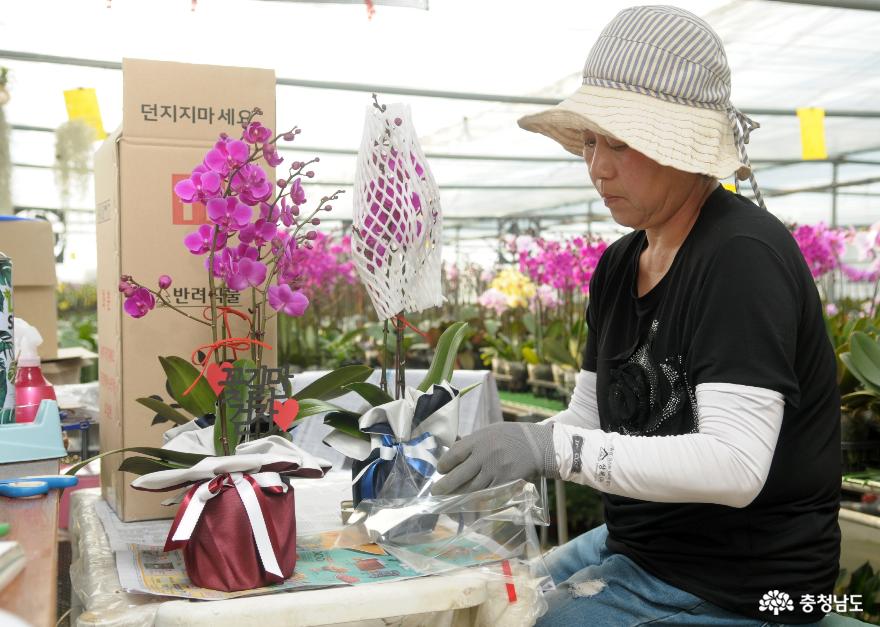 태안군 화훼농가, ‘인터넷 꽃집’ 통해 새로운 판로 모색!