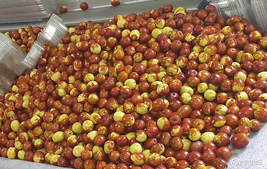 백익홍 레드푸드 ‘칠갑산 왕대추’ 수확 한창