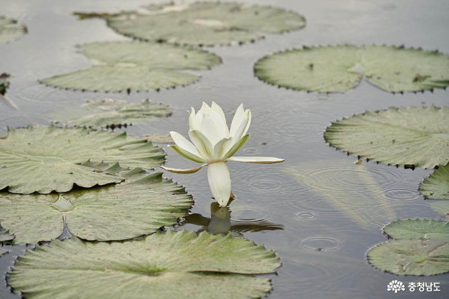 빗방울이 떨어지는 연못에 핀 연꽃