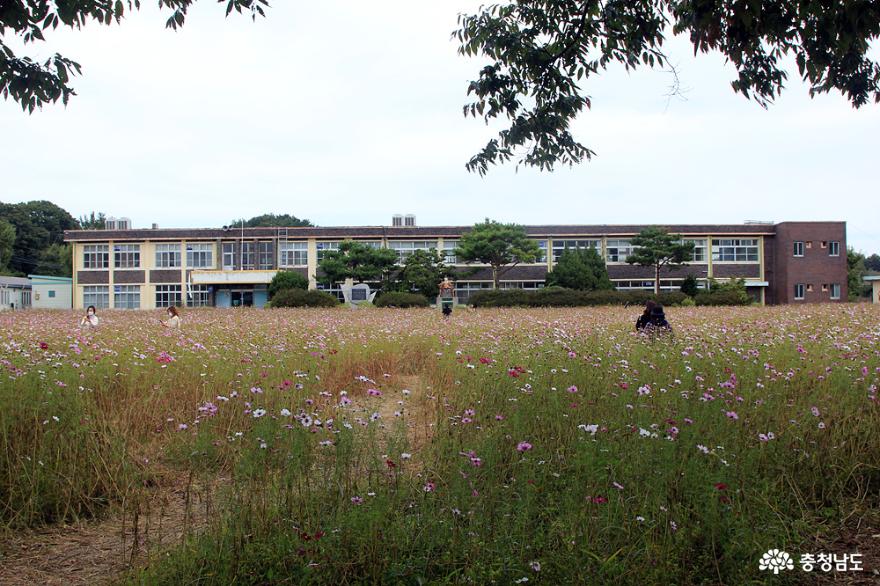 광천 대평초등학교 코스모스