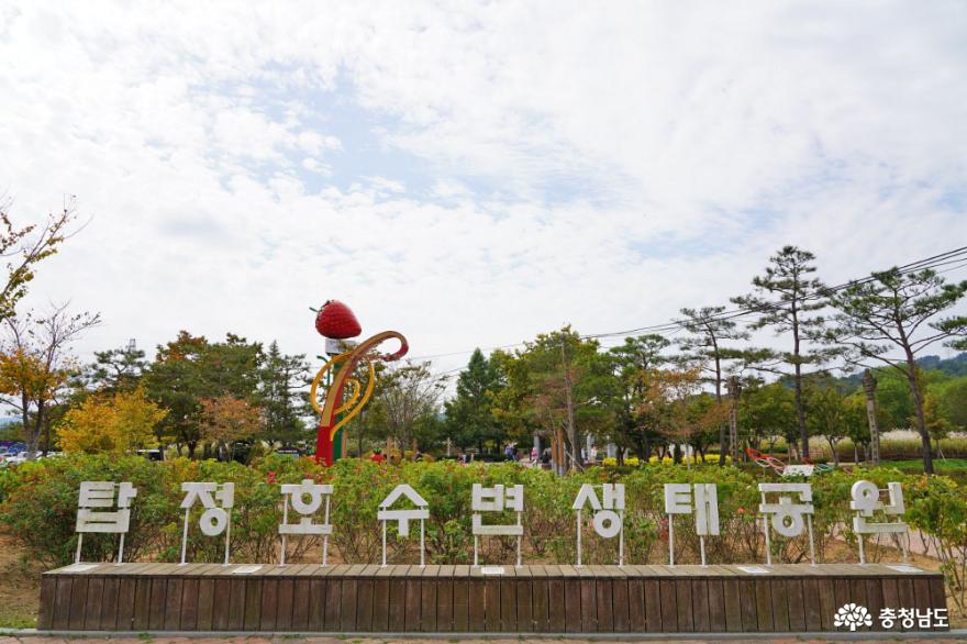 논산 가을나들이 명소, 탑정호수변생태공원 사진