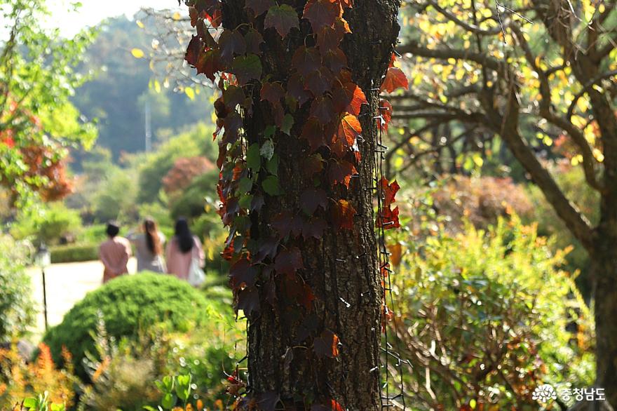 가을을 만끽할 수 있는 금산 하늘물빛정원 사진