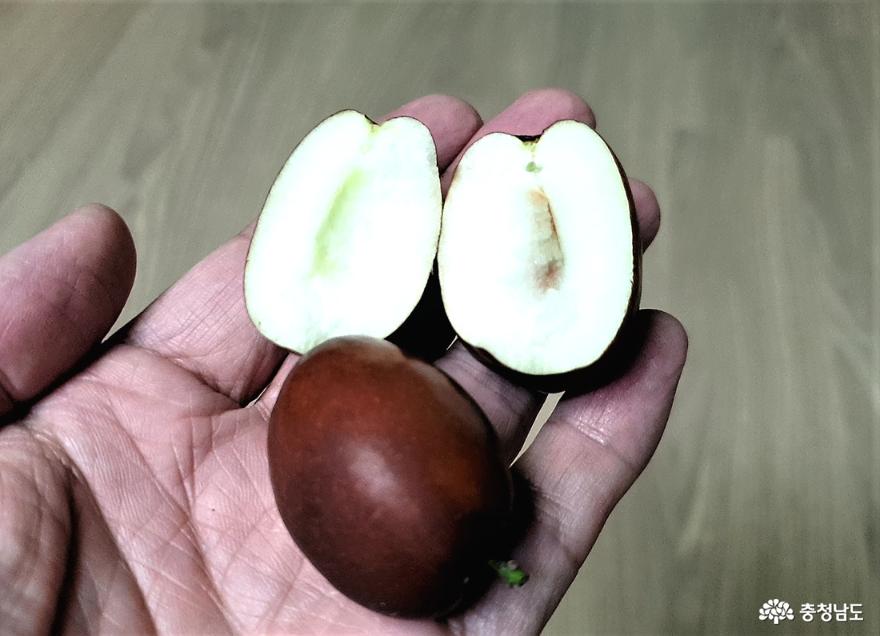 절반을 갈라보니 하얀 속살을 드러낸다.