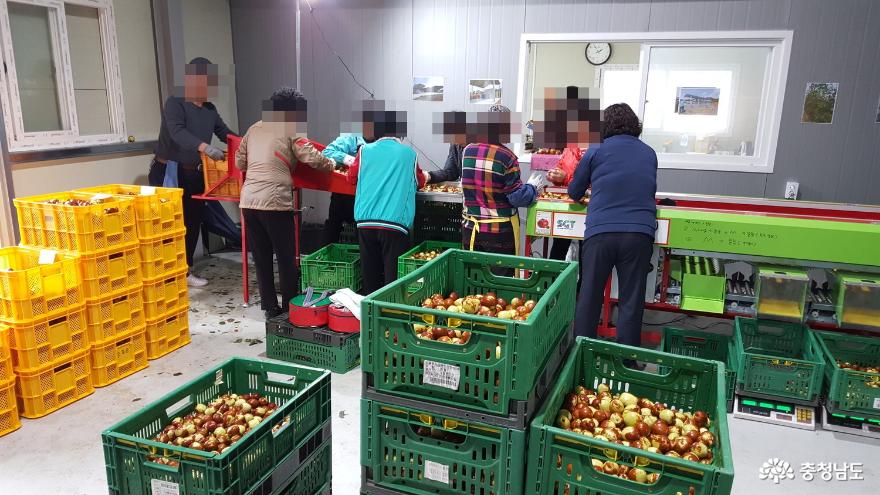 칠갑산 왕대추, 달아도 너무 달아요 사진