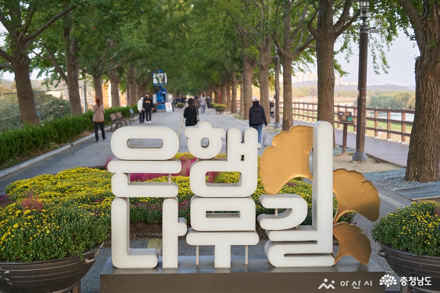 아산 은행나무길