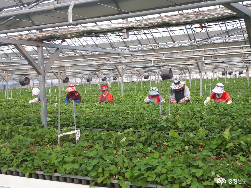 논산시 농업기술센터, 바이러스 없는 우량 딸기묘 11만주 분양