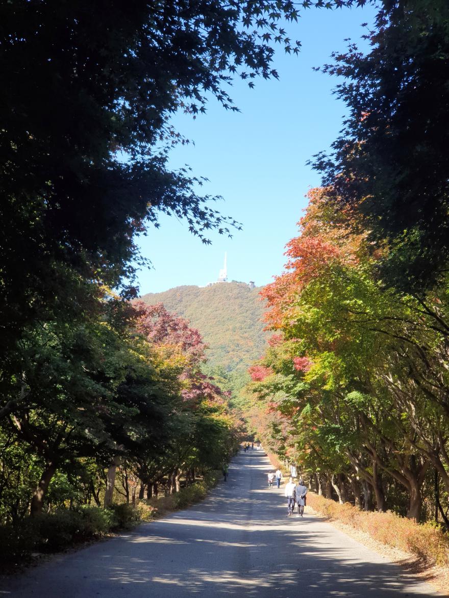 천안 독립기념관 단풍나무길
