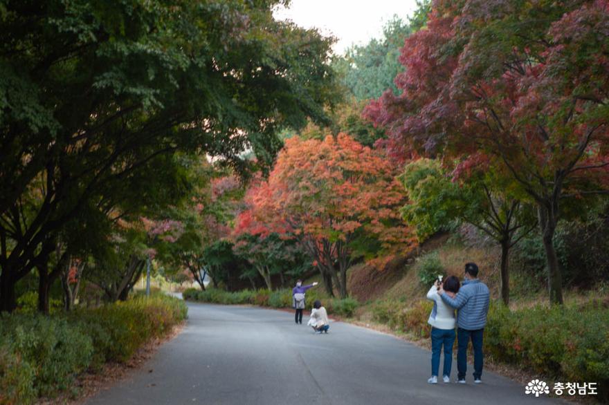 가을이면 꼭 들러야 하는 곳, 천안 독립기념관 단풍나무숲길