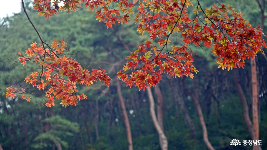 작지만 예쁜 가을을 맞고 있는 예산 향천사 사진