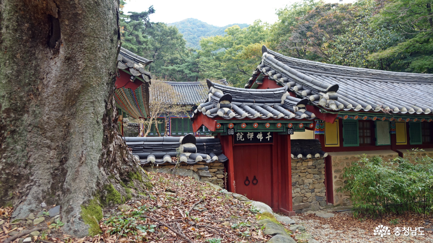 작지만 예쁜 가을을 맞고 있는 예산 향천사 사진