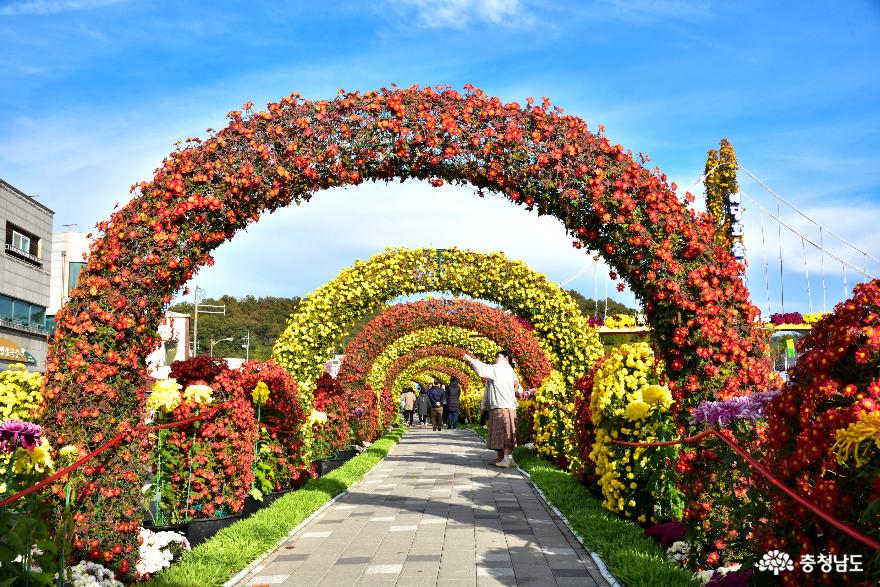 국화로 꾸민 꽃 터널