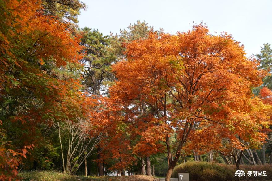 백제유적과 함께 부소산성 가을 단풍 즐기기 사진