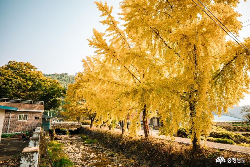 청양 장곡사의 가을은 아름답다 사진