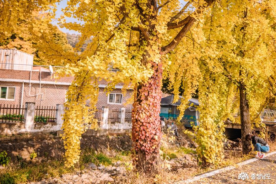 청양 장곡사의 가을은 아름답다 사진