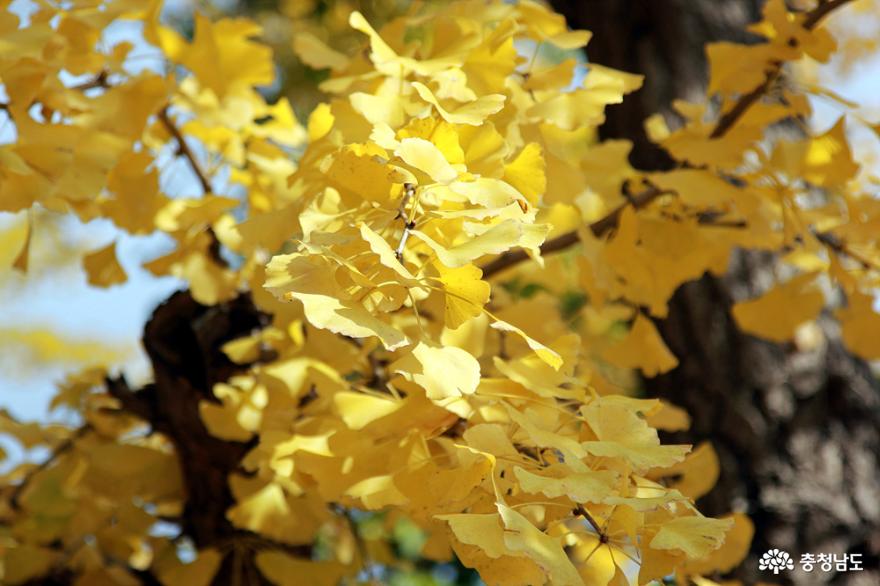 노랑노랑은행잎단풍명소 1