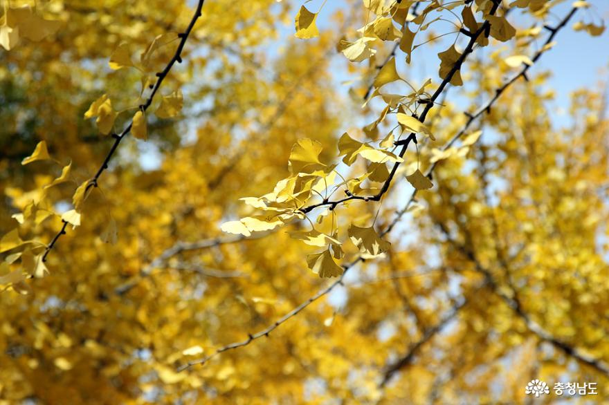노랑노랑은행잎단풍명소 2