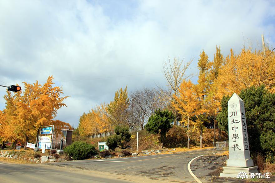 노랑노랑 은행잎 단풍 명소 사진