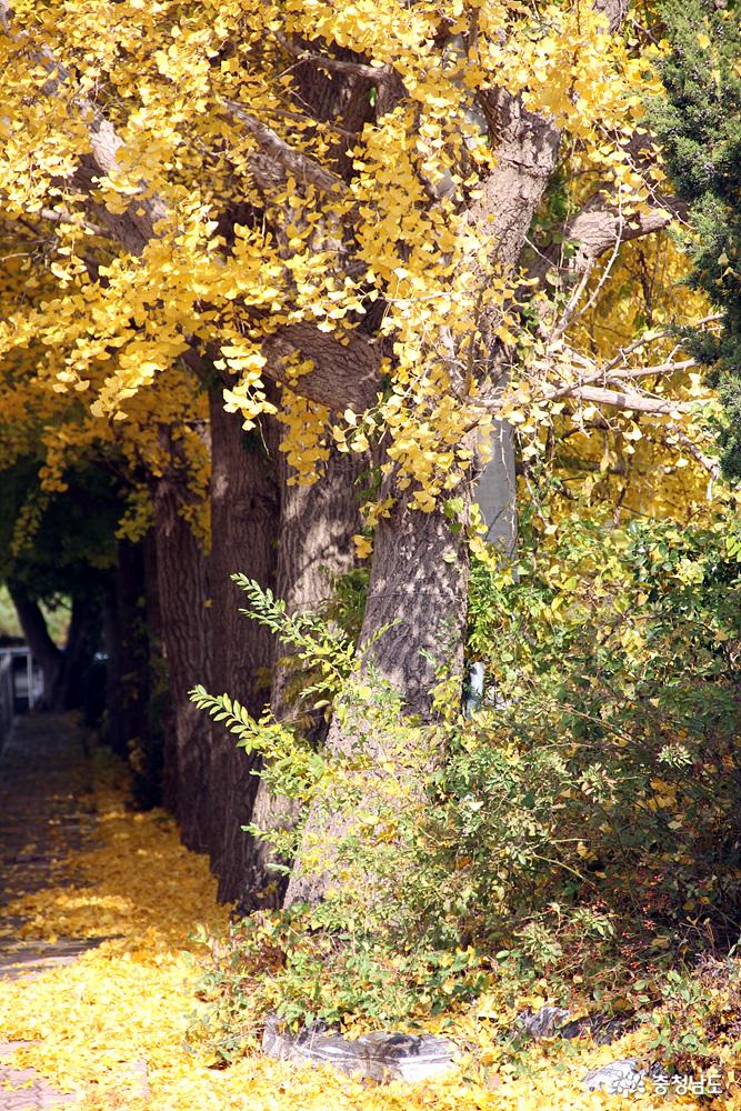 노랑노랑은행잎단풍명소 10