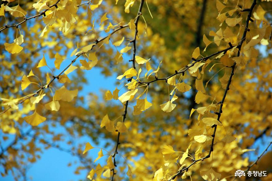 노랑노랑은행잎단풍명소 15