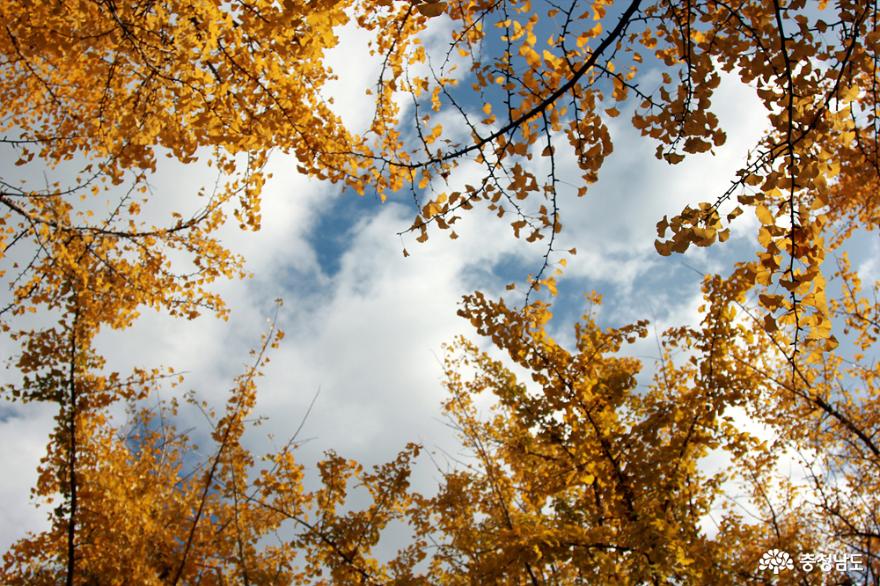 노랑노랑 은행잎 단풍 명소 사진
