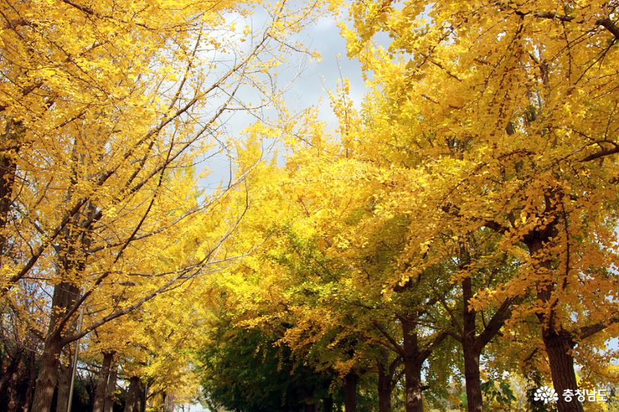 노랑노랑은행잎단풍명소 23
