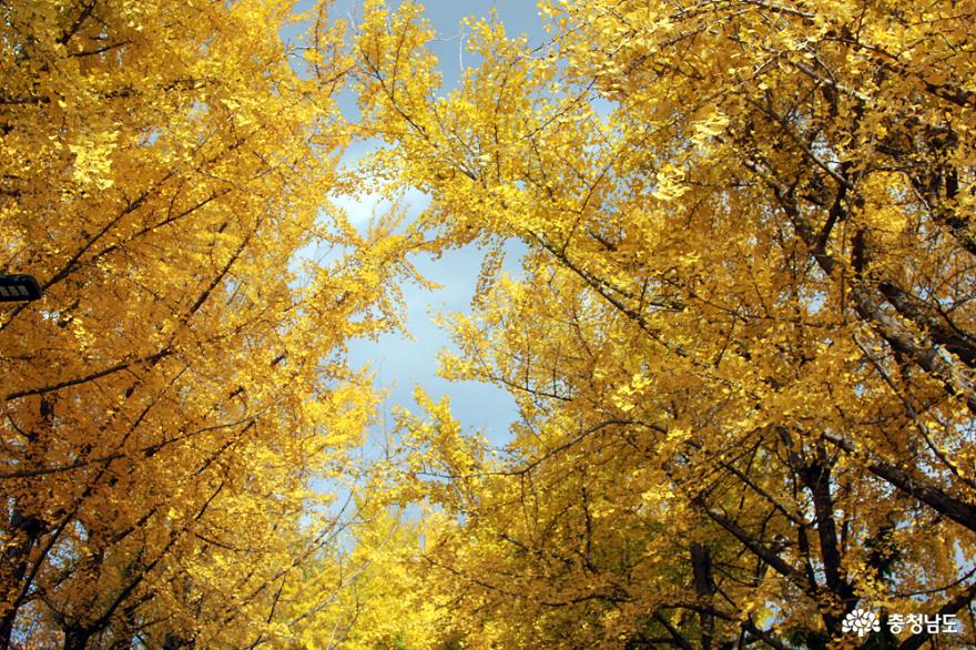 노랑노랑은행잎단풍명소 24