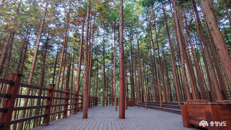 성주산 자연휴양림 편백나무숲