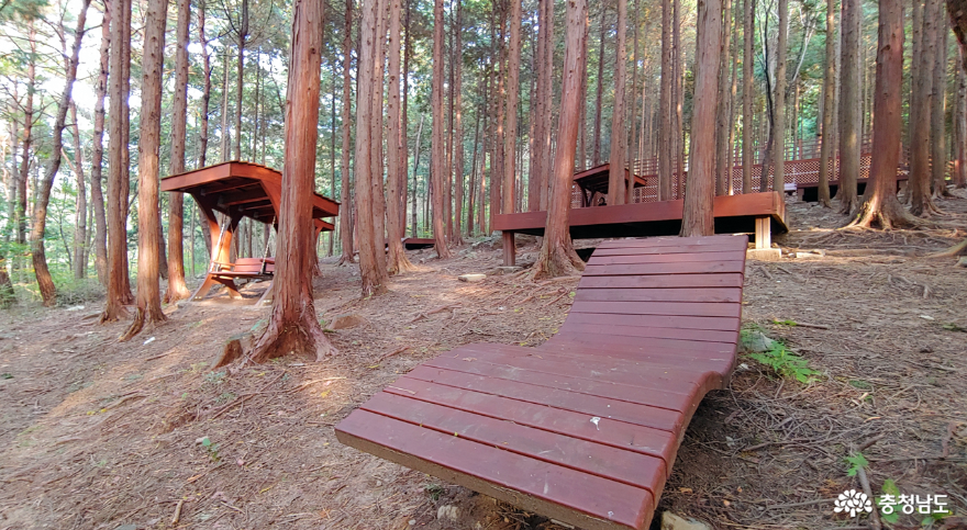성주산 자연휴앙림 편백나무숲