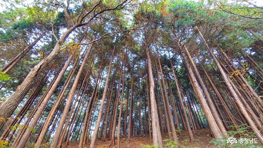 성주산 자연휴양림 편백나무숲
