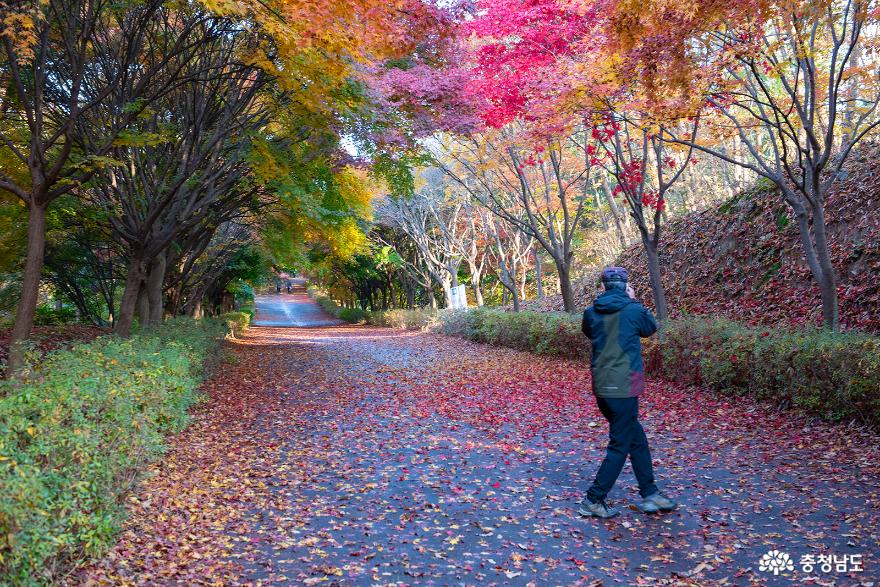독립기념관의 곱게 물든 단풍나무숲길 산책 사진