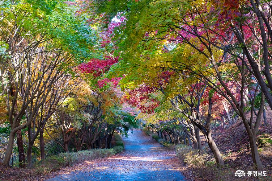 독립기념관의 곱게 물든 단풍나무숲길 산책 사진