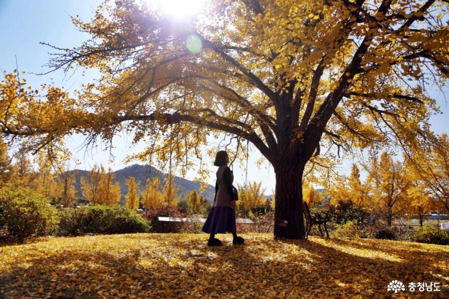 보령 황금빛여행, 청라마을·신경섭전통가옥 은행나무 풍경