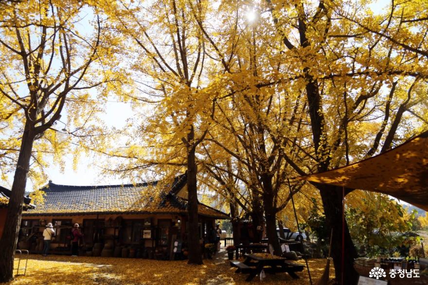 보령 황금빛여행, 청라마을·신경섭전통가옥 은행나무 풍경 사진