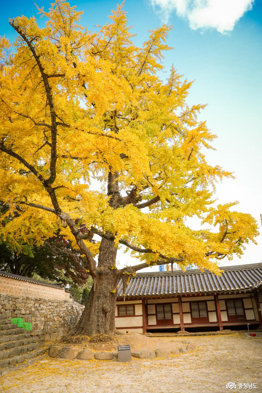 500년 수령의 은행나무가 지키는 서산향교 사진