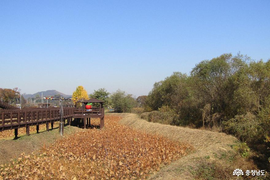 예산 예당호 중앙생태공원 가을스케치