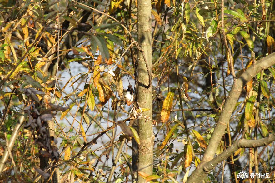 예당호 중앙생태공원 가을풍경: 딱새와 박새