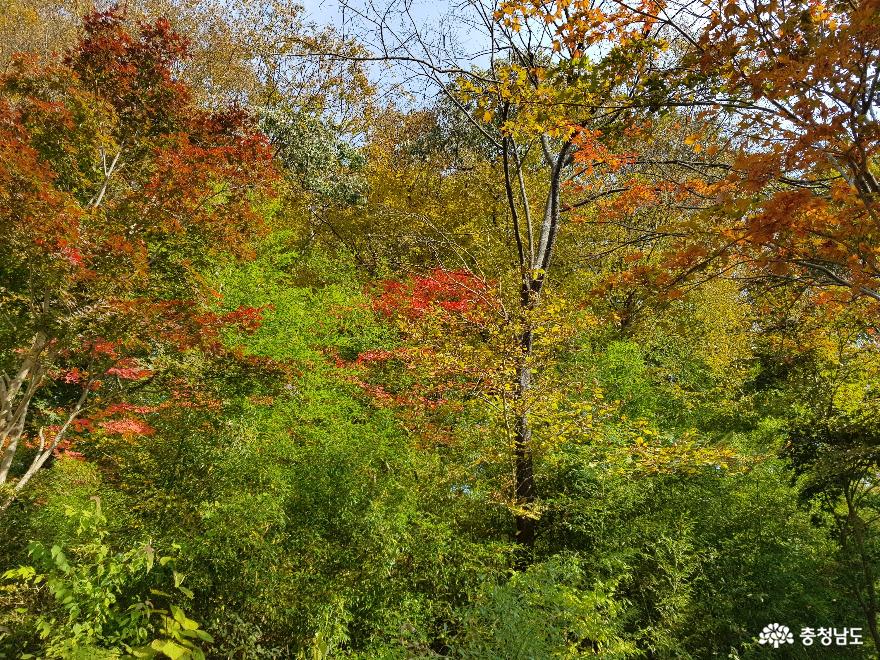 청양 가볼 만한 곳 장곡사, 유난히 아름답게 내려앉은 가을 사진
