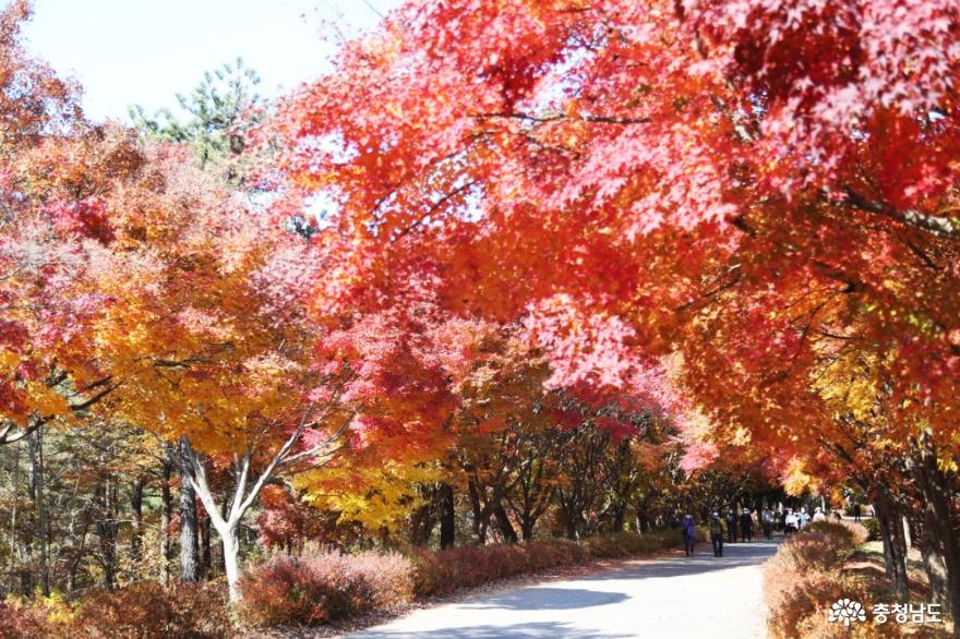 독립기념관 단풍나무숲길 3km의 힐링산책 사진